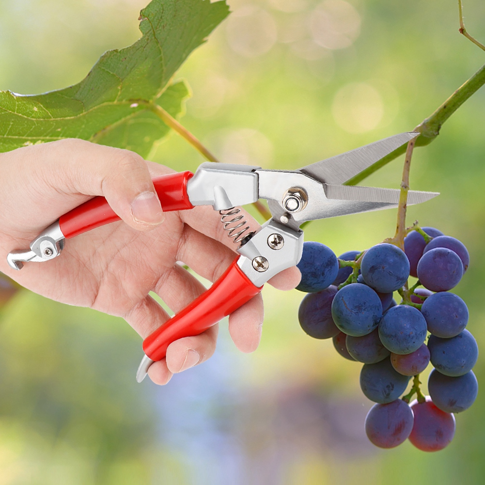 Plant Pruning Shears Straight  - Pruning Shears ulasan dan harga