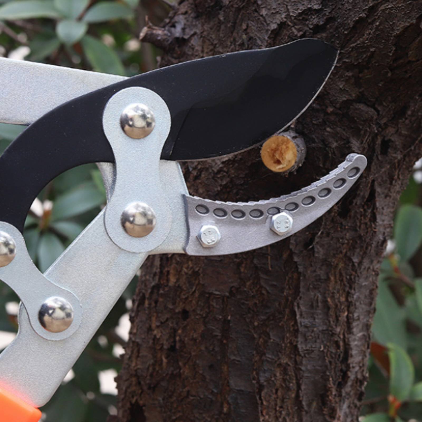 Telescopic Branch Pruners Shar - Pruning Shears ulasan dan harga