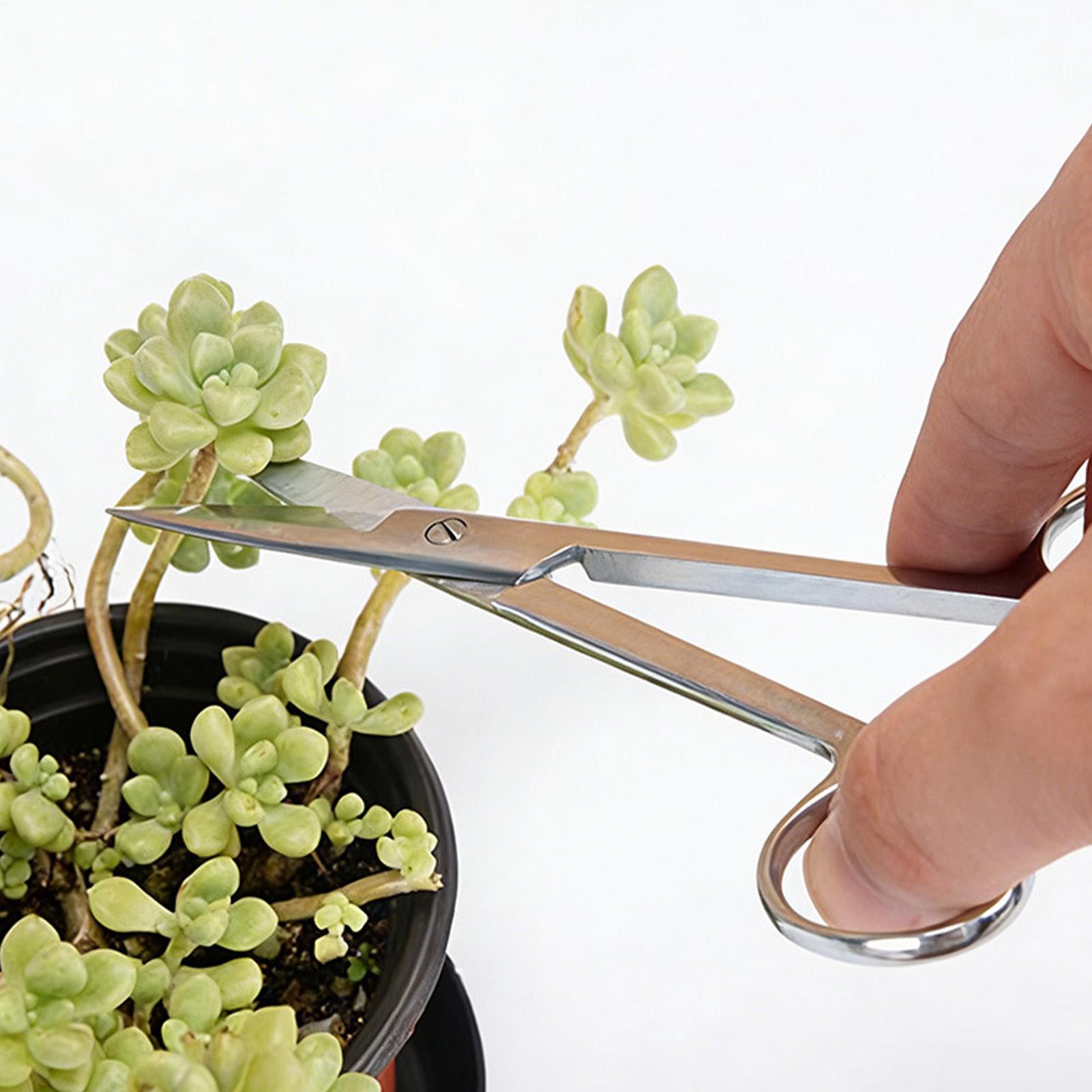 Plant Shears Stainless Steel E - Pruning Shears ulasan dan harga
